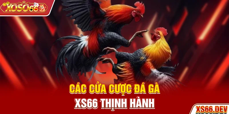 Các cửa cược Đá gà XS66 thịnh hành