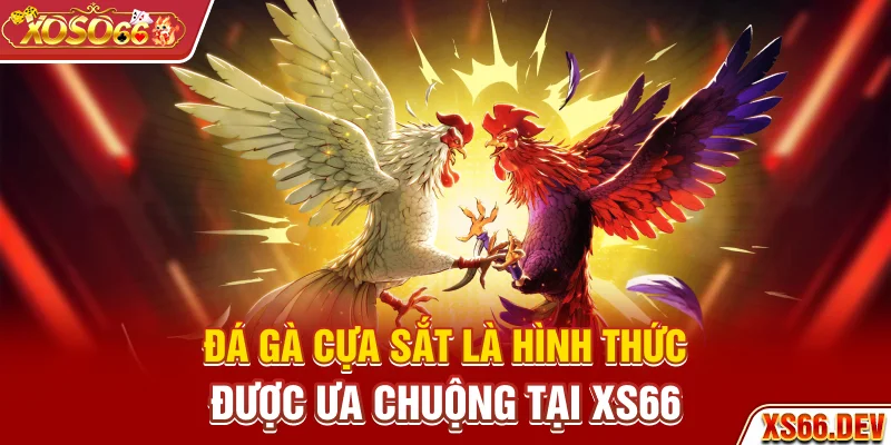 Đá gà cựa sắt là hình thức được ưa chuộng tại XS66
