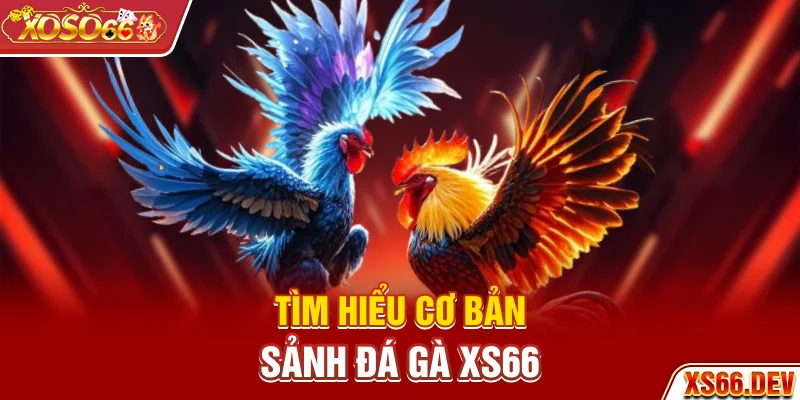 Tìm hiểu cơ bản sảnh Đá gà XS66